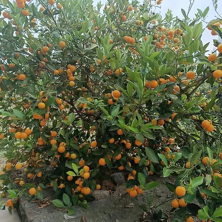 Athos Bay 招待所 4*